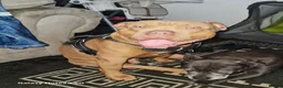 American Bully dogs for sale: Pocket bully - Advert 1