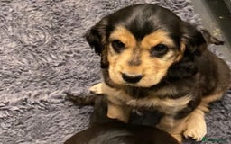 Cocker Spaniel dogs for sale: Dark Sable Cocker Spaniel Pups - Image 4
