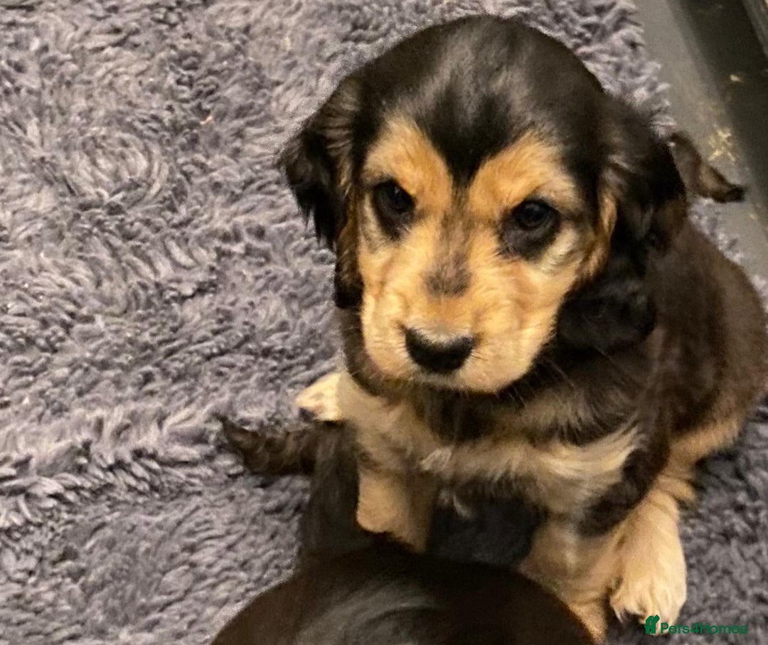 Cocker Spaniel dogs for sale: Dark Sable Cocker Spaniel Pups - Image 4