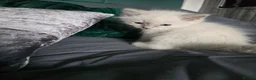 Ragdoll cats for sale: Ragdoll kittens - Advert 9