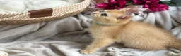 British Shorthair cats for sale: 💛Premium golden chinchilla bsh kittens 💛 - Advert 12