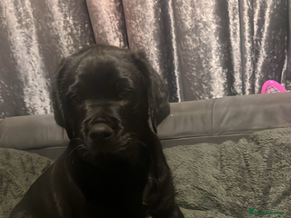 Mixed Breed dogs Rottie x golden retriever - Advert 10