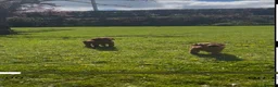 Irish Setter dogs for sale: Irish Setter Puppies - Advert 4
