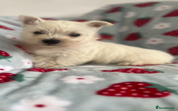 West Highland Terrier dogs for sale: Westie puppies available  - Image 27
