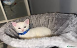 Turkish Angora cats for sale: Turkish Angora kittens - Image 10