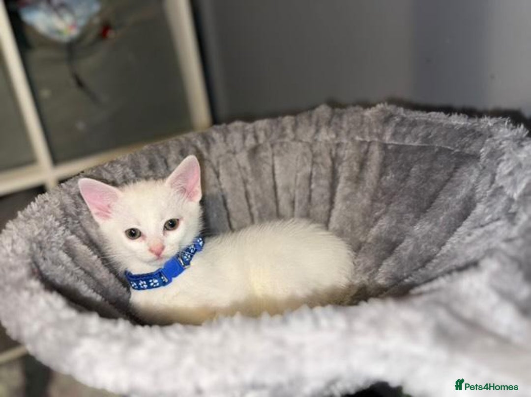 Turkish Angora cats for sale: Turkish Angora kittens - Image 10