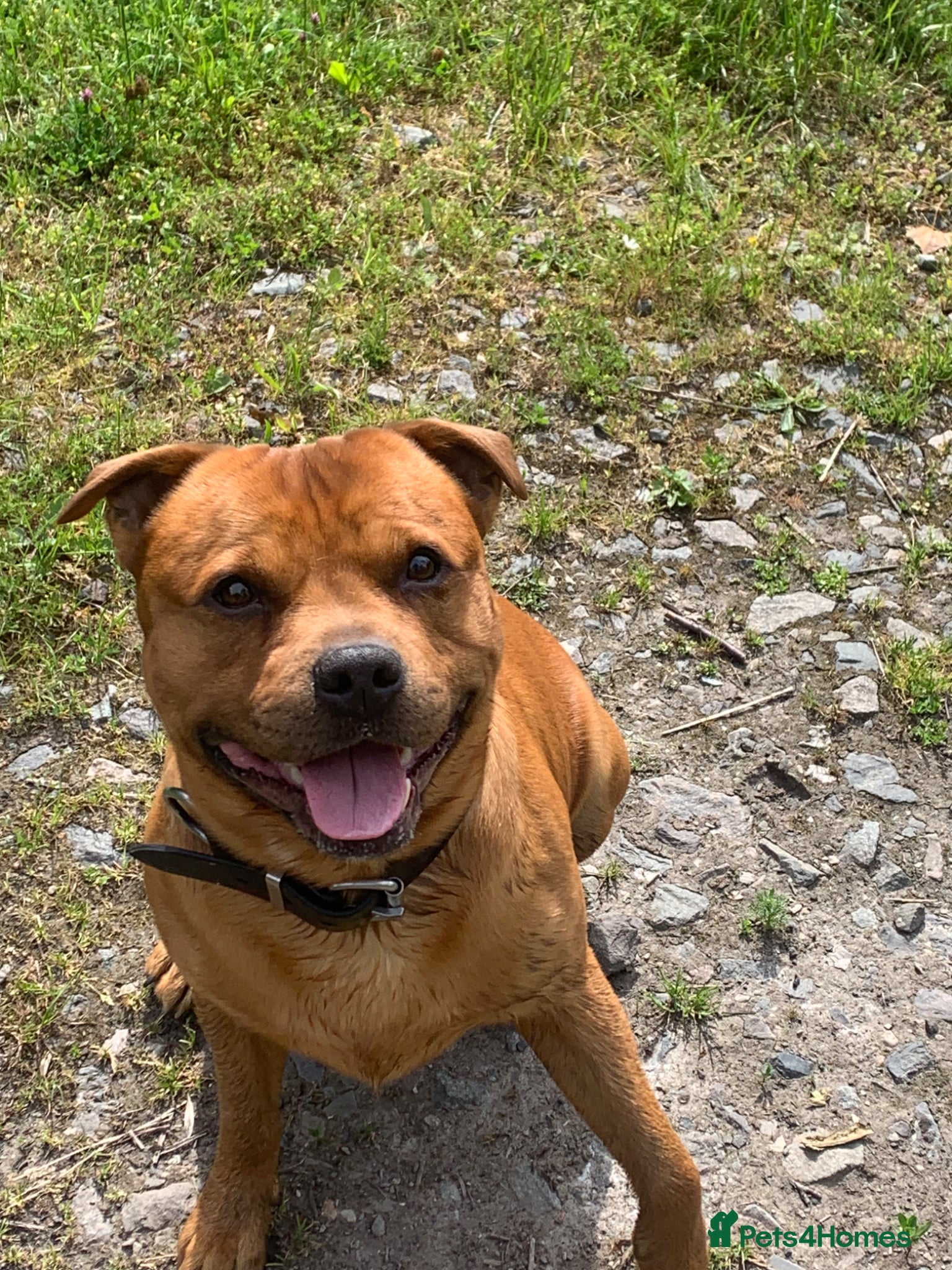 Staffordshire Bull Terrier dogs For stud- Red Staffordshire bull terrier - Advert 1