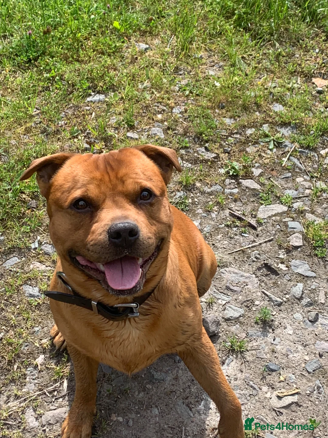 Staffordshire Bull Terrier dogs for stud: For stud- Red Staffordshire bull terrier in Telford - Advert 1
