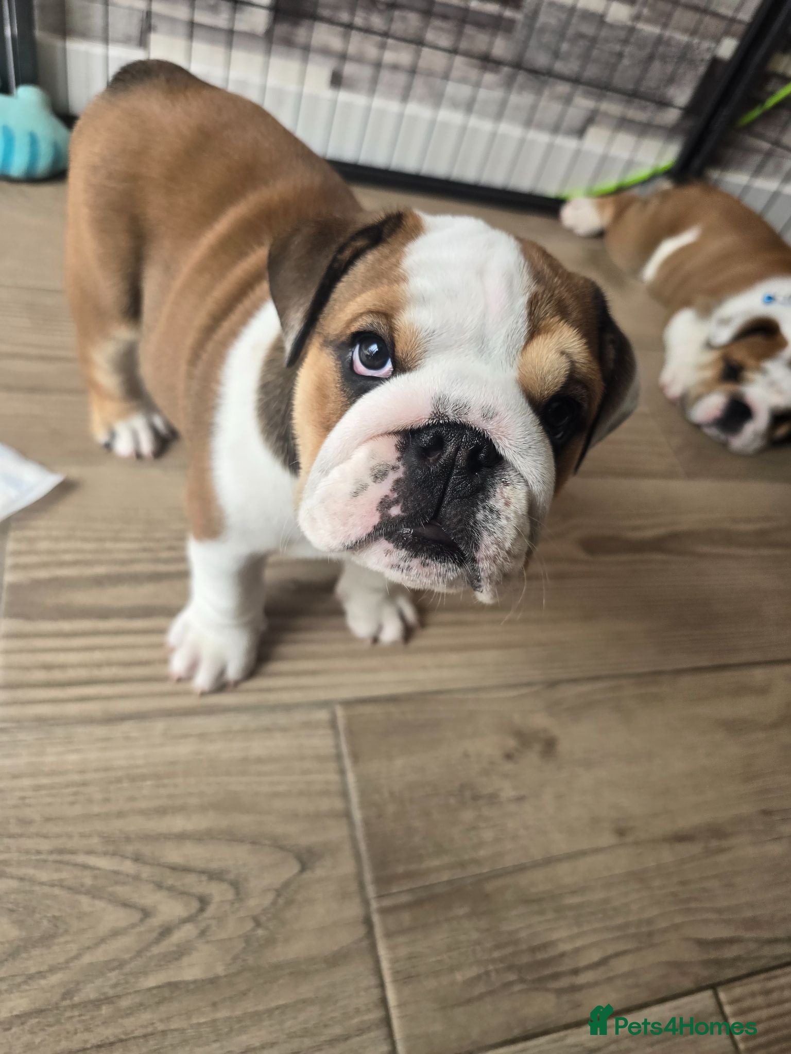 English Bulldog dogs 🐾 Beautiful KC  girl ready tomorrow 🥰 - Advert 1