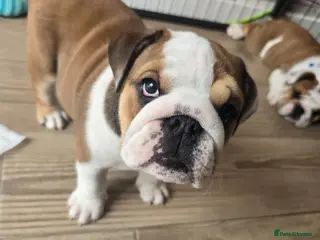 English Bulldog dogs 🐾 Beautiful KC girl ready tomorrow 🥰 - Advert 1