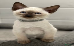 Siamese cats for sale: GCCF Registered Traditional Siamese Kittens  - Image 16