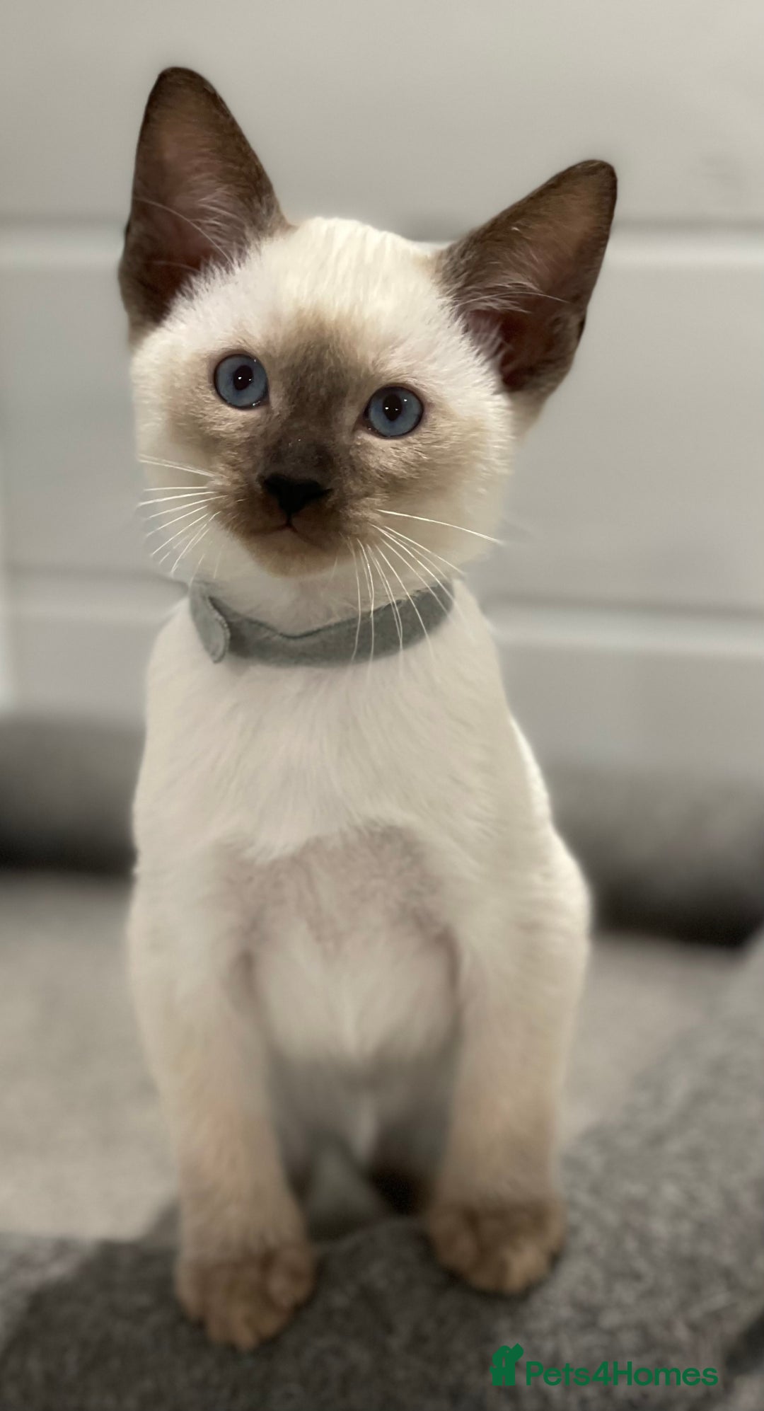 Siamese cats for sale: GCCF Registered Traditional Siamese Kittens  - Image 16