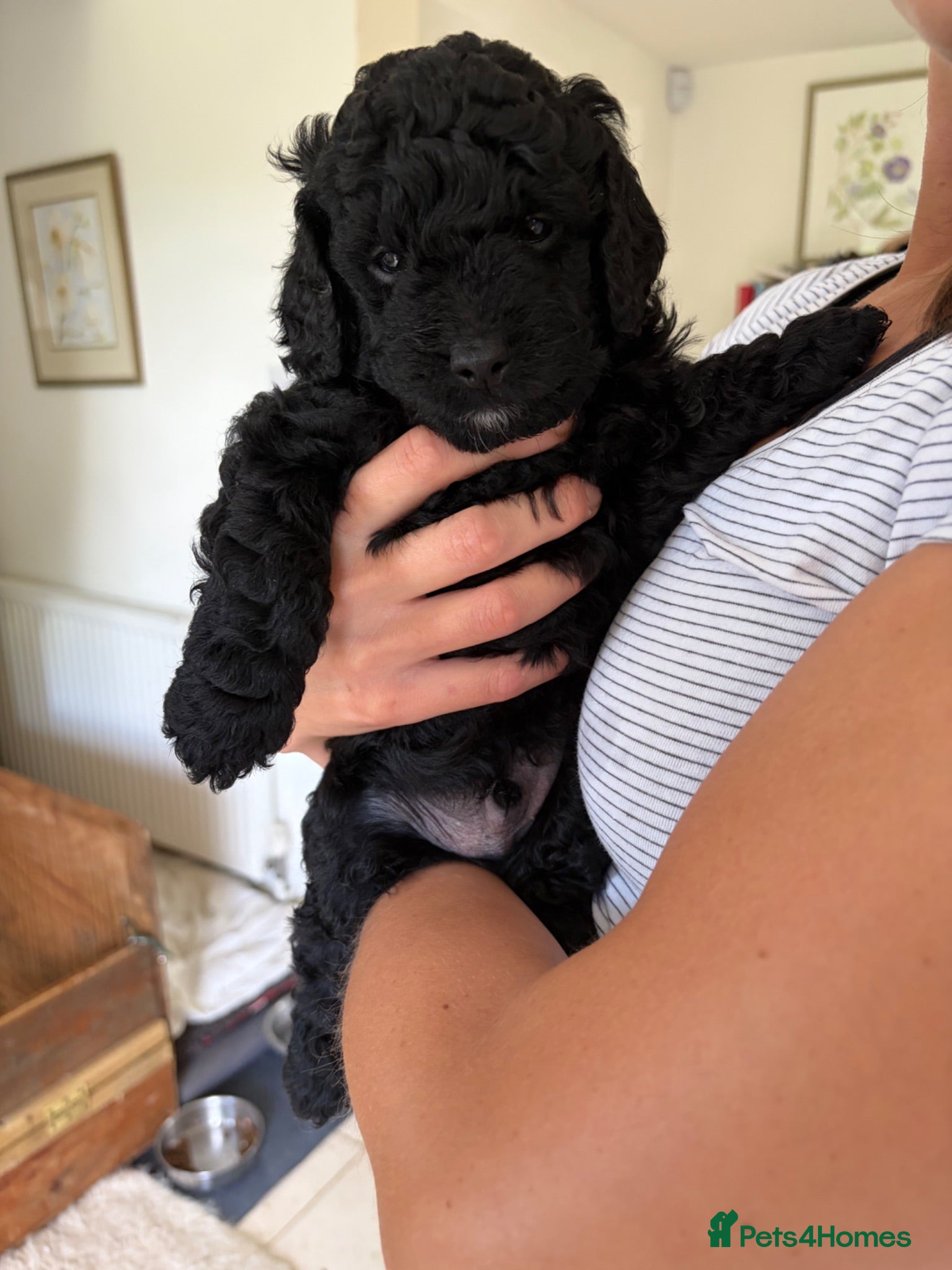 Goldendoodle dogs Cotswold Miniature/Toy Goldendoodles, All Colours - Advert 12