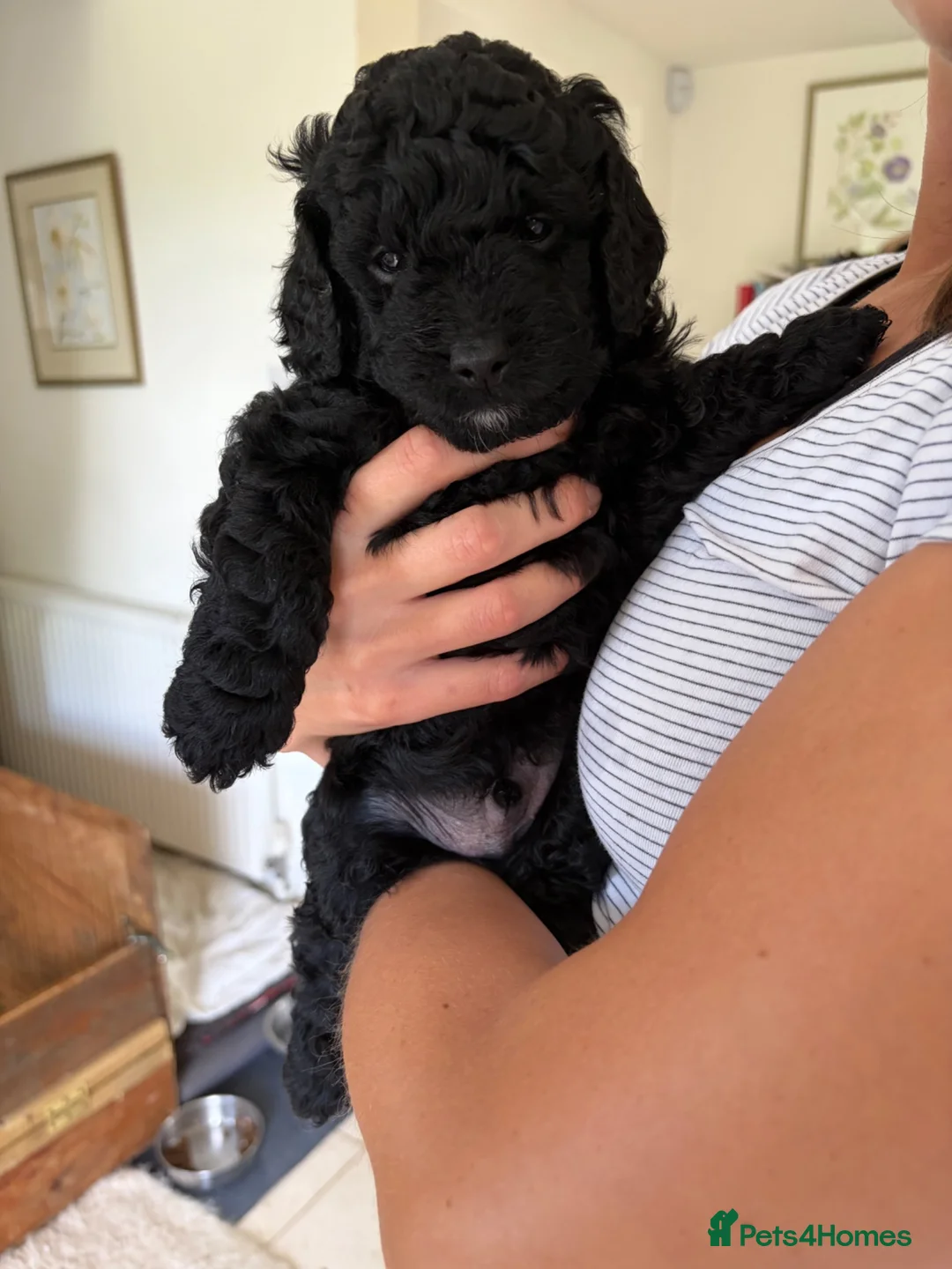 Goldendoodle dogs for sale: Cotswold Miniature/Toy Goldendoodles, All Colours - Advert 2