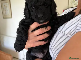 Goldendoodle dogs Cotswold Miniature/Toy Goldendoodles, All Colours - Advert 12
