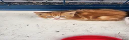 Mixed Breed cats for sale: 2 beautiful kittens - Advert 3
