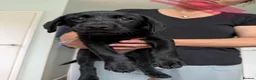 Labrador Retriever dogs for sale: Labrador Retriever Puppies For Sale - Advert 2