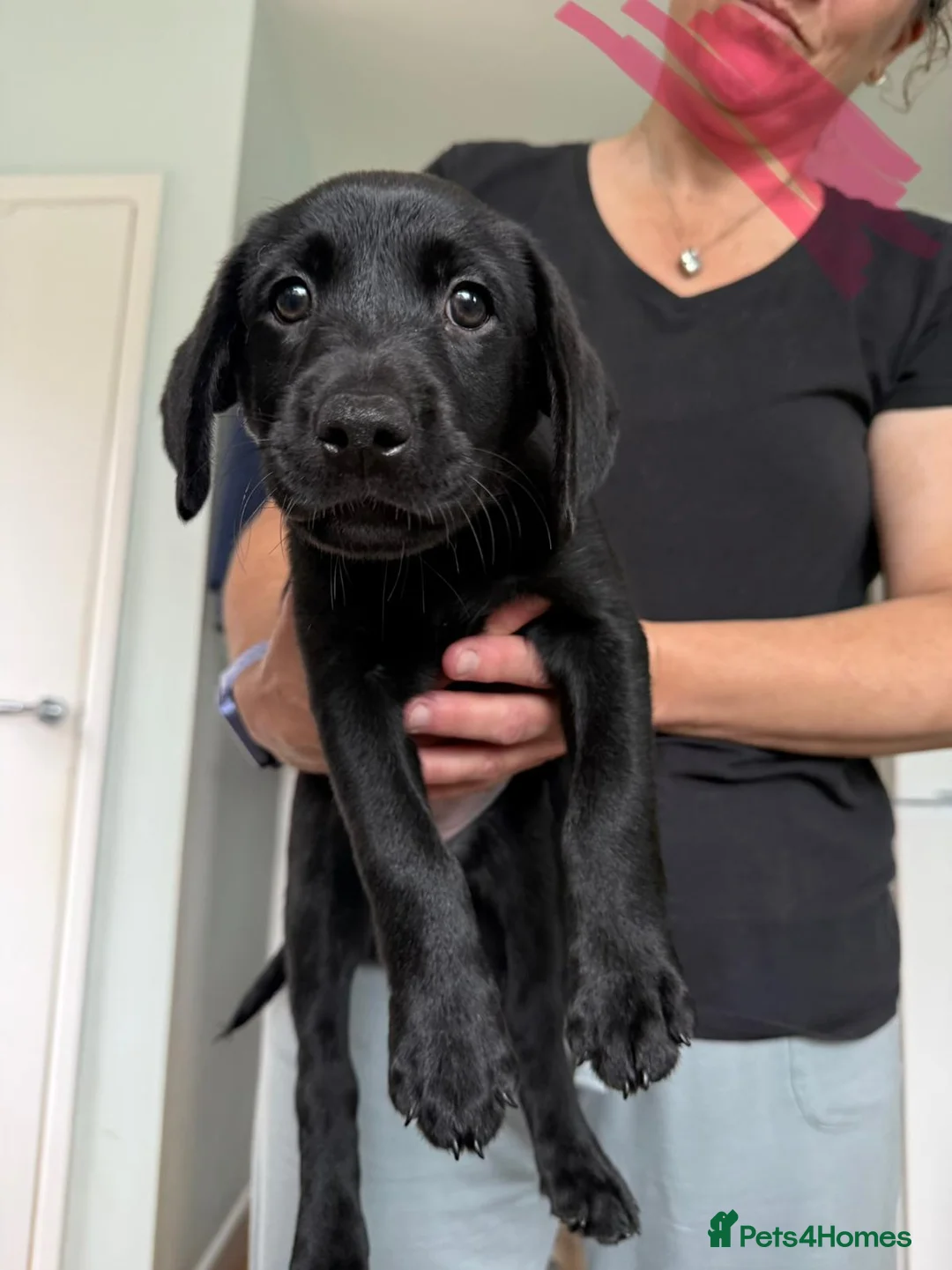 Labrador Retriever dogs for sale: Labrador Retriever Puppies For Sale - Advert 2