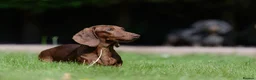 Miniature Dachshund dogs for stud: Miniature Dachshund Stud - Advert 9
