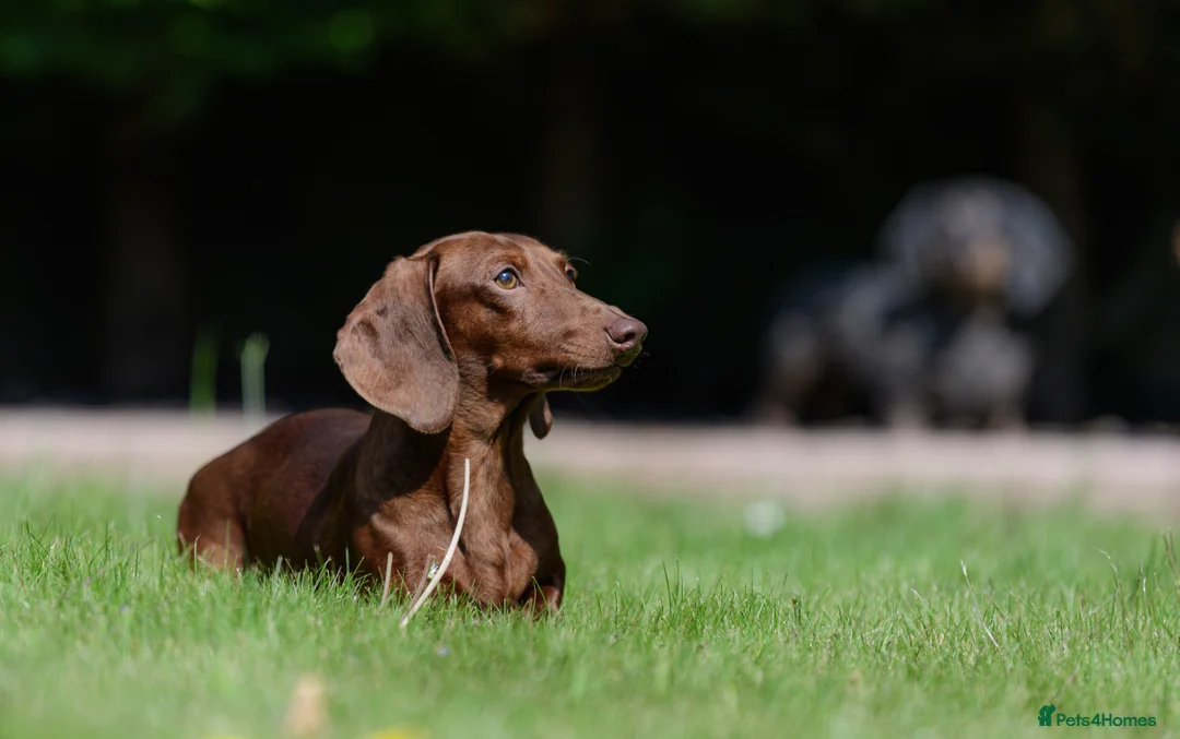 Miniature Dachshund dogs for stud: Miniature Dachshund Stud - Advert 9