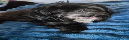 Mixed Breed dogs for sale: Dachshund & maltese Mauxie - Advert 3