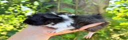 Guinea Pig rodents for sale: LOTS !!! very loving baby boy guinea pigs 🩵 - Advert 27