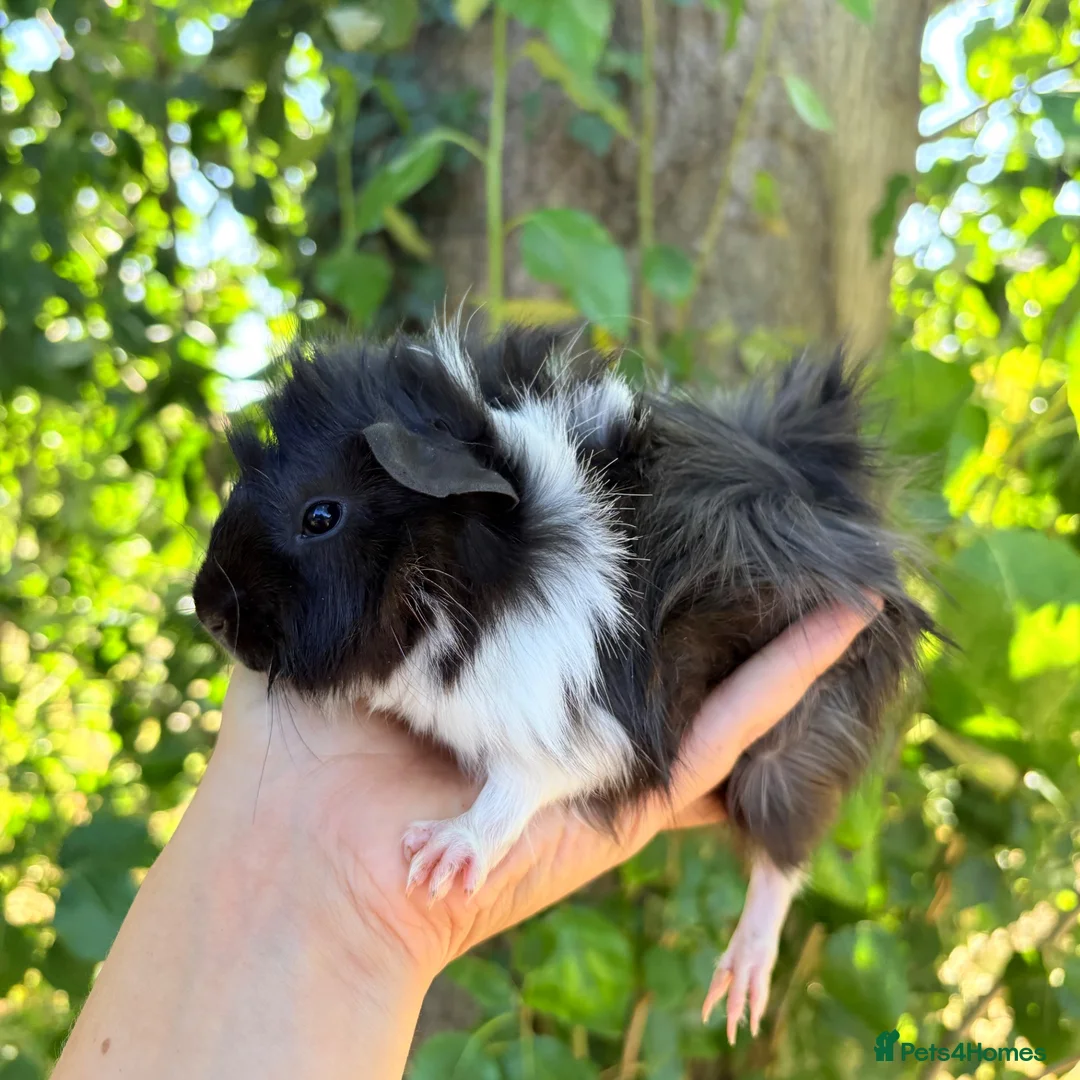 Guinea Pig rodents for sale: LOTS !!! very loving baby boy guinea pigs 🩵 - Advert 27