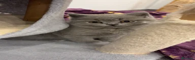 Penelope