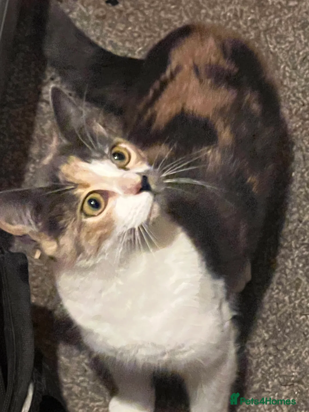 Mixed Breed cats for sale: 3 cats  **  - Advert 4