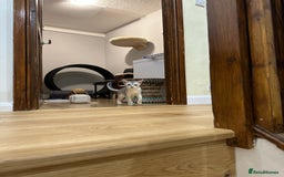 Abyssinian cats for sale: Pedigree Silver Abyssinian kittens left 1 female - Image 20