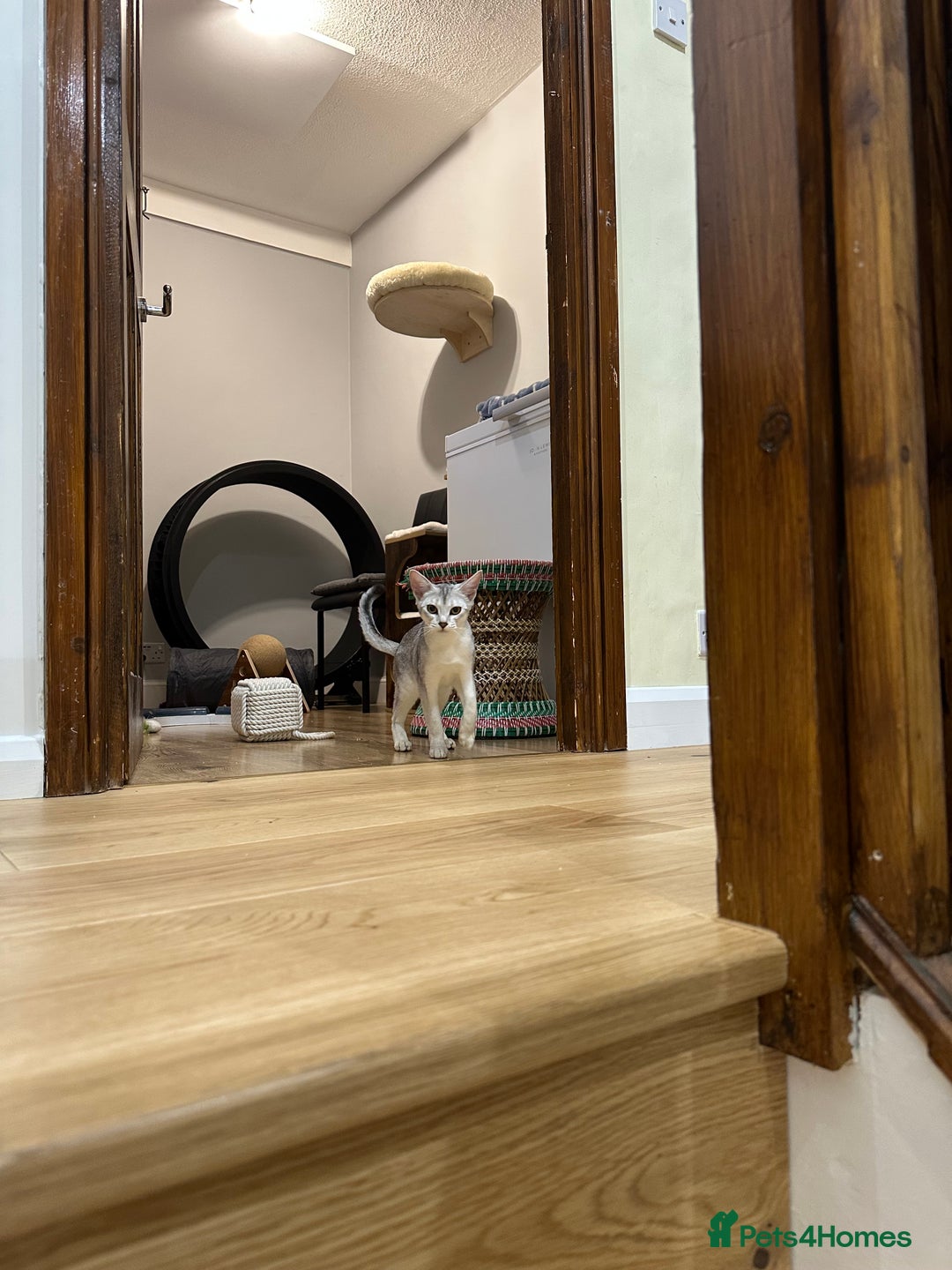 Abyssinian cats for sale: Pedigree Silver Abyssinian kittens left 1 female - Image 20