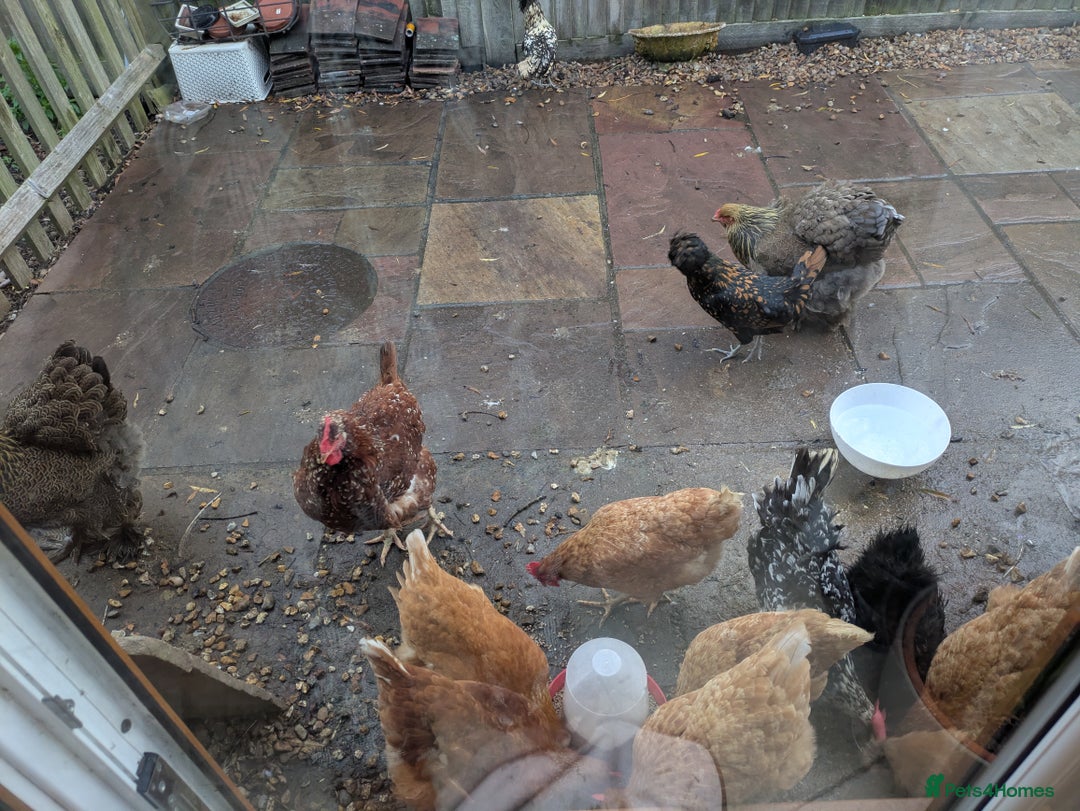 Hens poultry for sale: Hens for rehome  - Advert 2