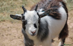 Goats livestock for sale: 2 Pygmy Wethers - Image 1