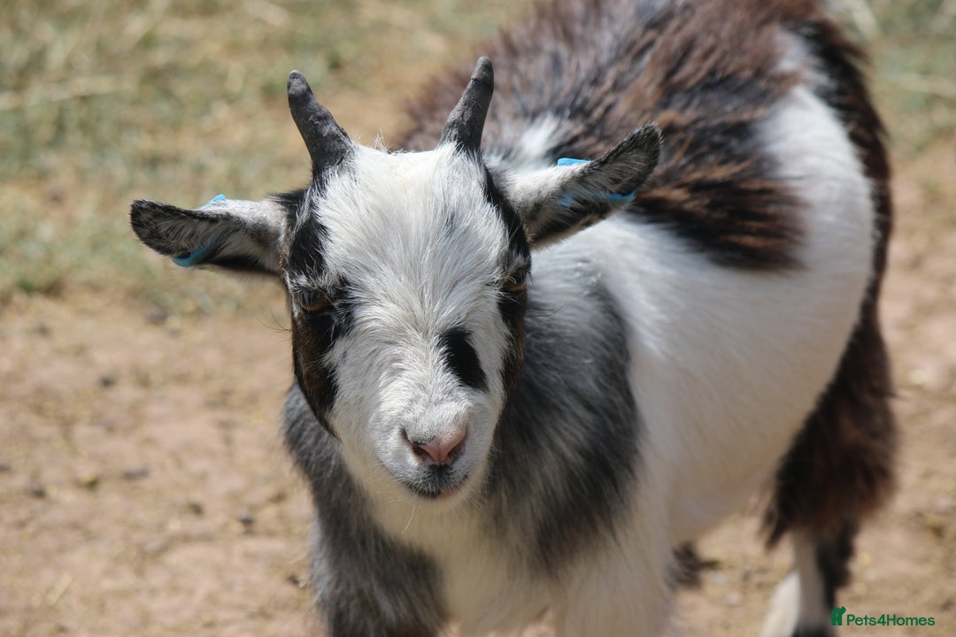 Goats livestock for sale: 2 Pygmy Wethers - Image 1