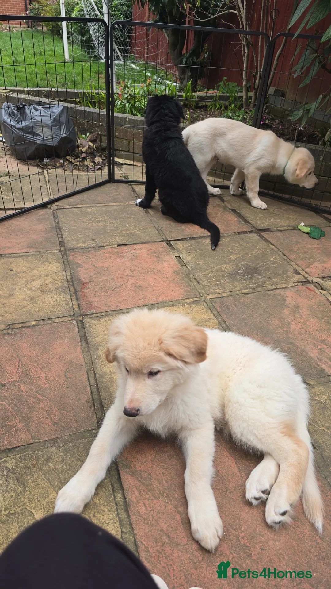 Mixed Breed dogs for sale: Fully Trained and Vaccinated Sheprador pups ✨️ - Advert 2