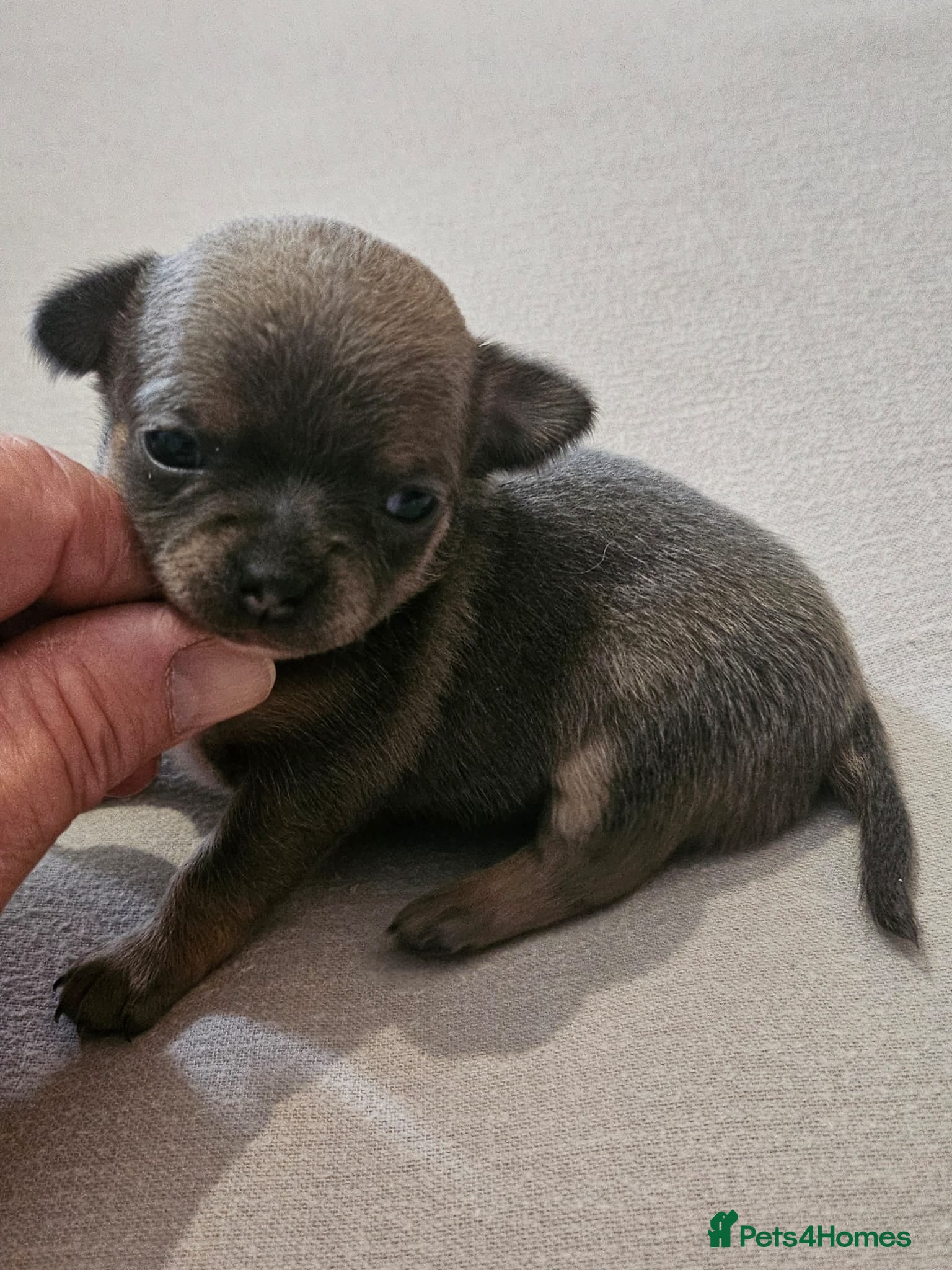 Chihuahua dogs SmoothCoat Chihuahua  - Advert 1