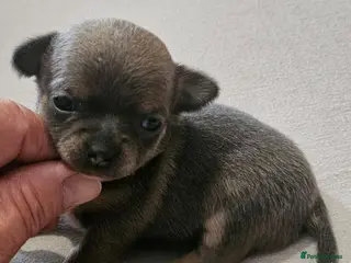 Chihuahua dogs SmoothCoat Chihuahua - Advert 1