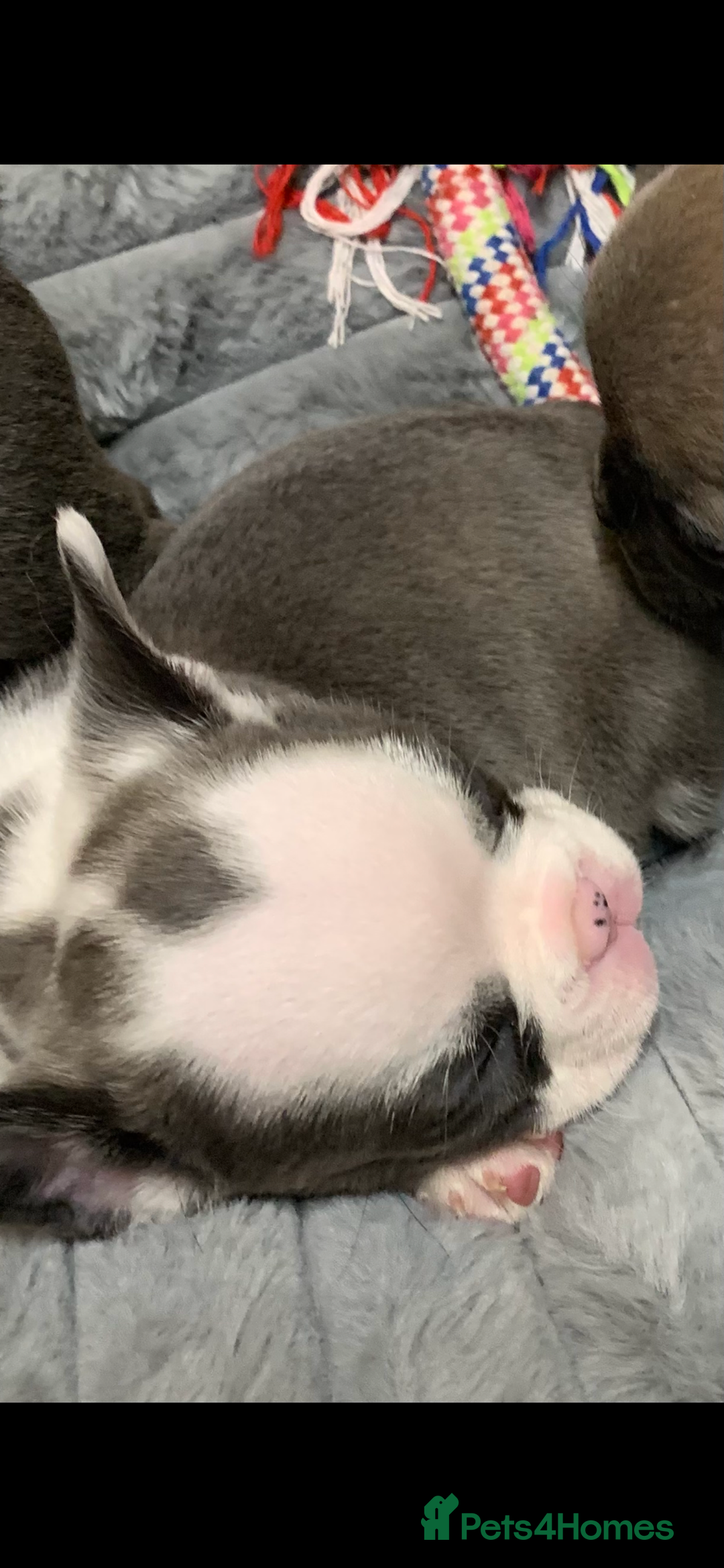 French Bulldog dogs for sale: Fluffy French bulldog newshade Isabella  - Advert 11