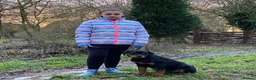 Rottweiler dogs for sale: TRADITIONAL GERMAN ROTTWEILER PUPPIES FOR SALE - Advert 11