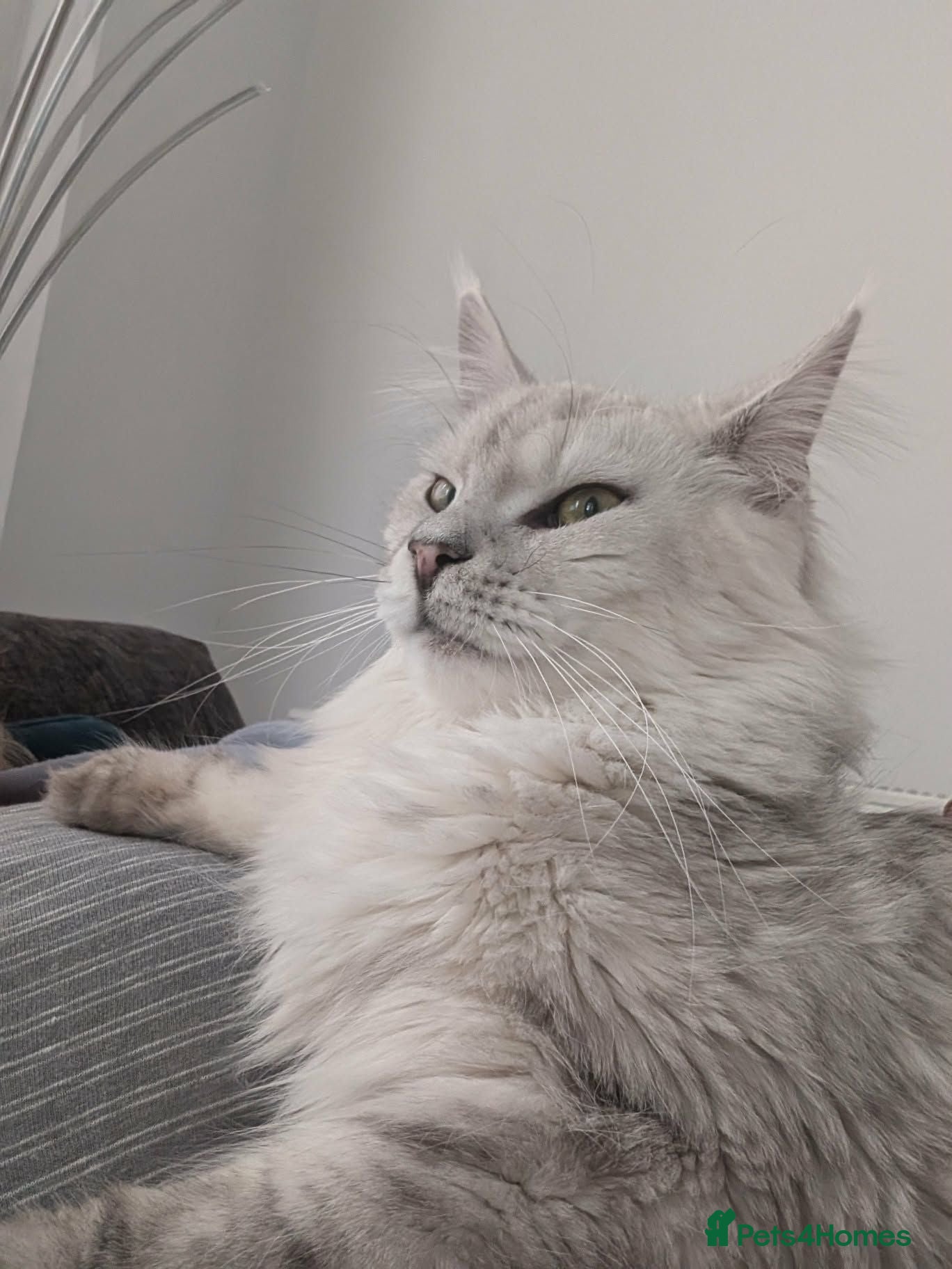 Maine Coon cats 🐾 Maine Coon Kittens Looking for Loving Homes 🐾 - Advert 2