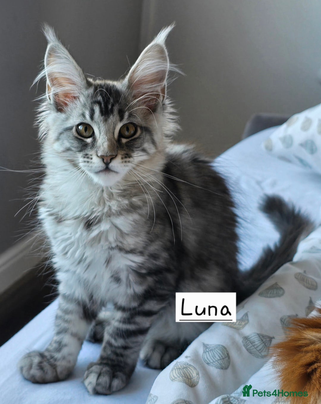 Maine Coon cats for sale: Large pedigree Tica Maine coon kittens READY  - Image 8