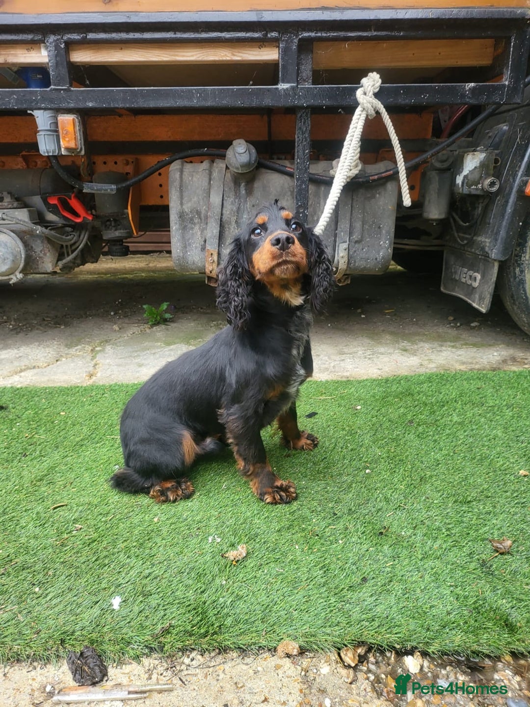 Cocker Spaniel dogs for sale: stunning cocker spaniel puppies - Image 7