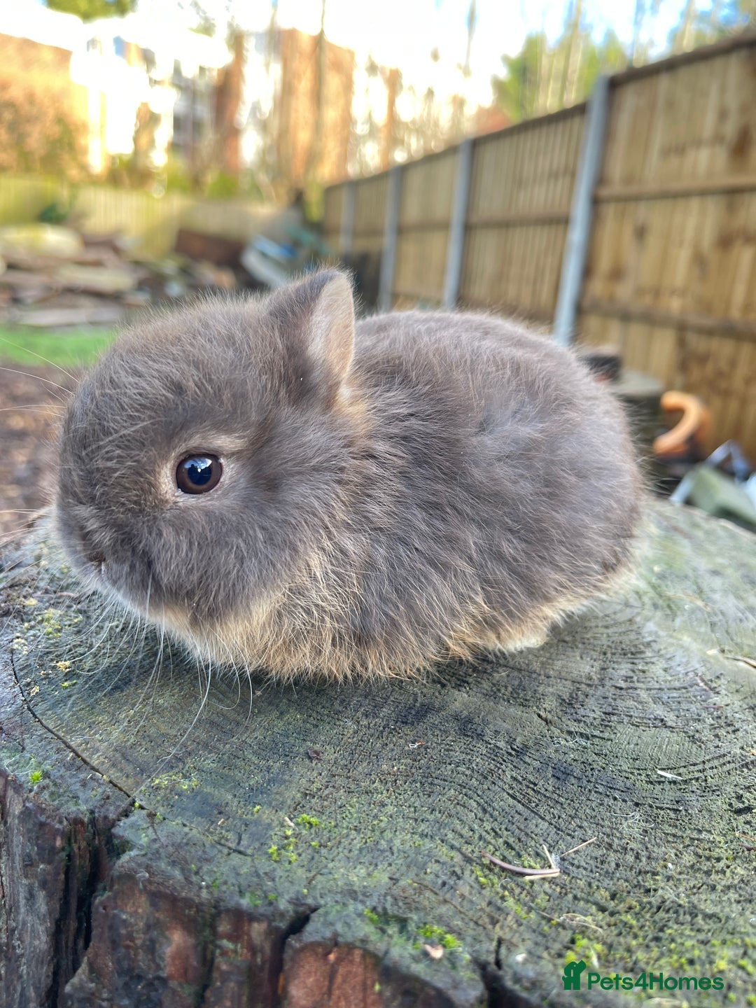 Netherland Dwarf rabbits for sale: Real Netherland Dwarf   - Advert 23