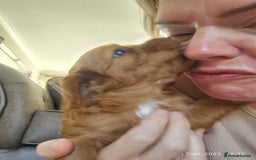 Cavapoo dogs for sale: F1B Cavapoo Red Puppies Males/Females - Image 3
