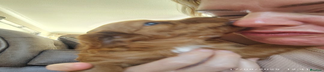 Cavapoo Puppy 3