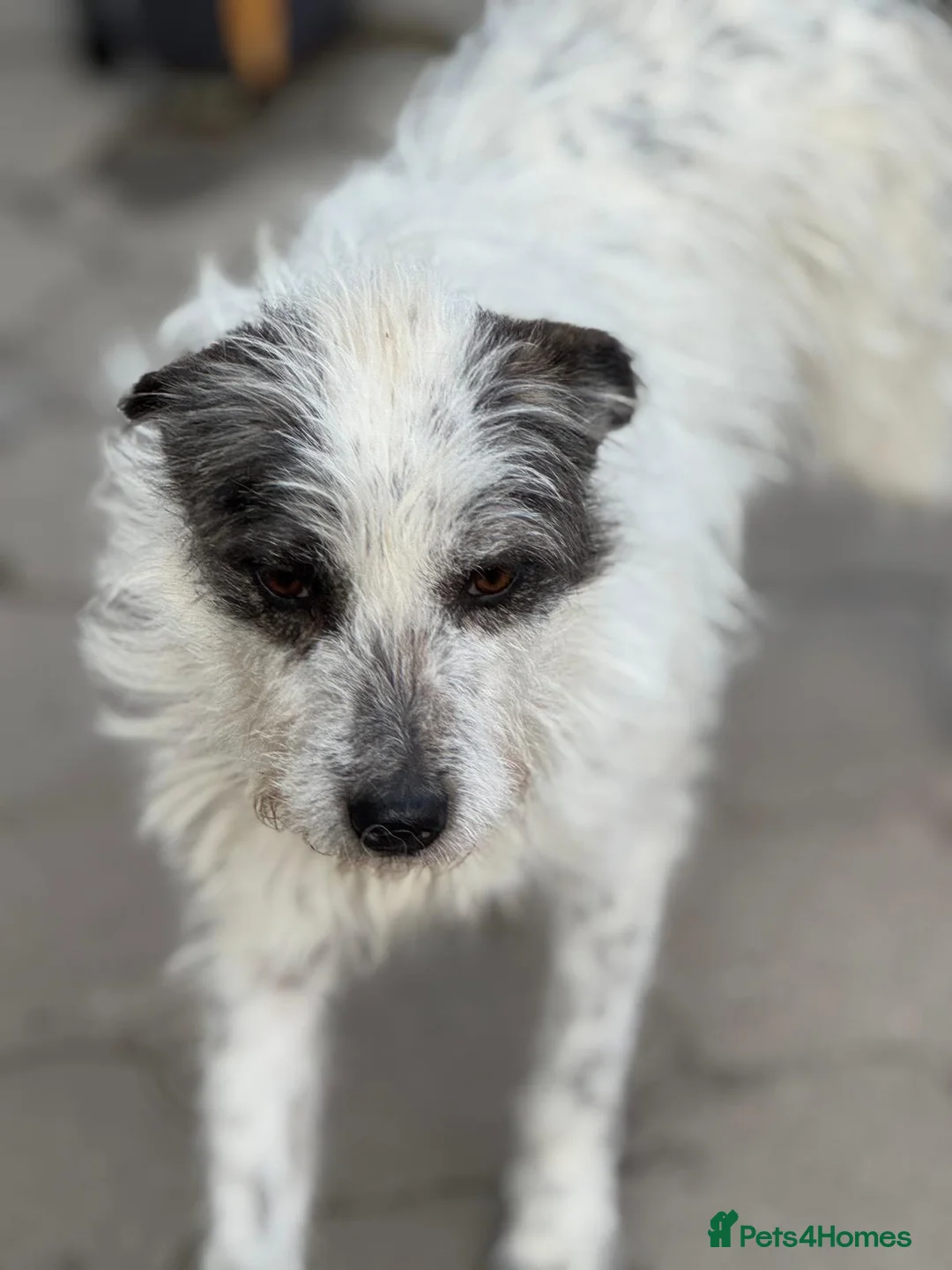 Mixed Breed dogs for adoption: 🐾MIRA🐾, a beautiful young girl for a Loving Home - Advert 5