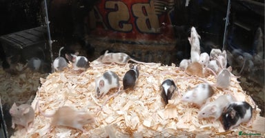 Mouse rodents - Advert 1