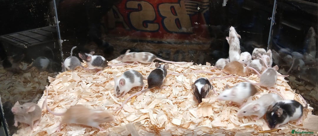 Mouse rodents for sale: Baby Fancy Pet Mice , Females available  - Image 3