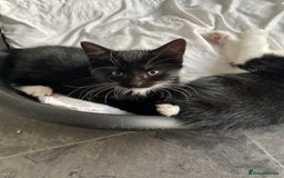 British Shorthair cats for sale: Tuxedo cats for sale  - Image 2