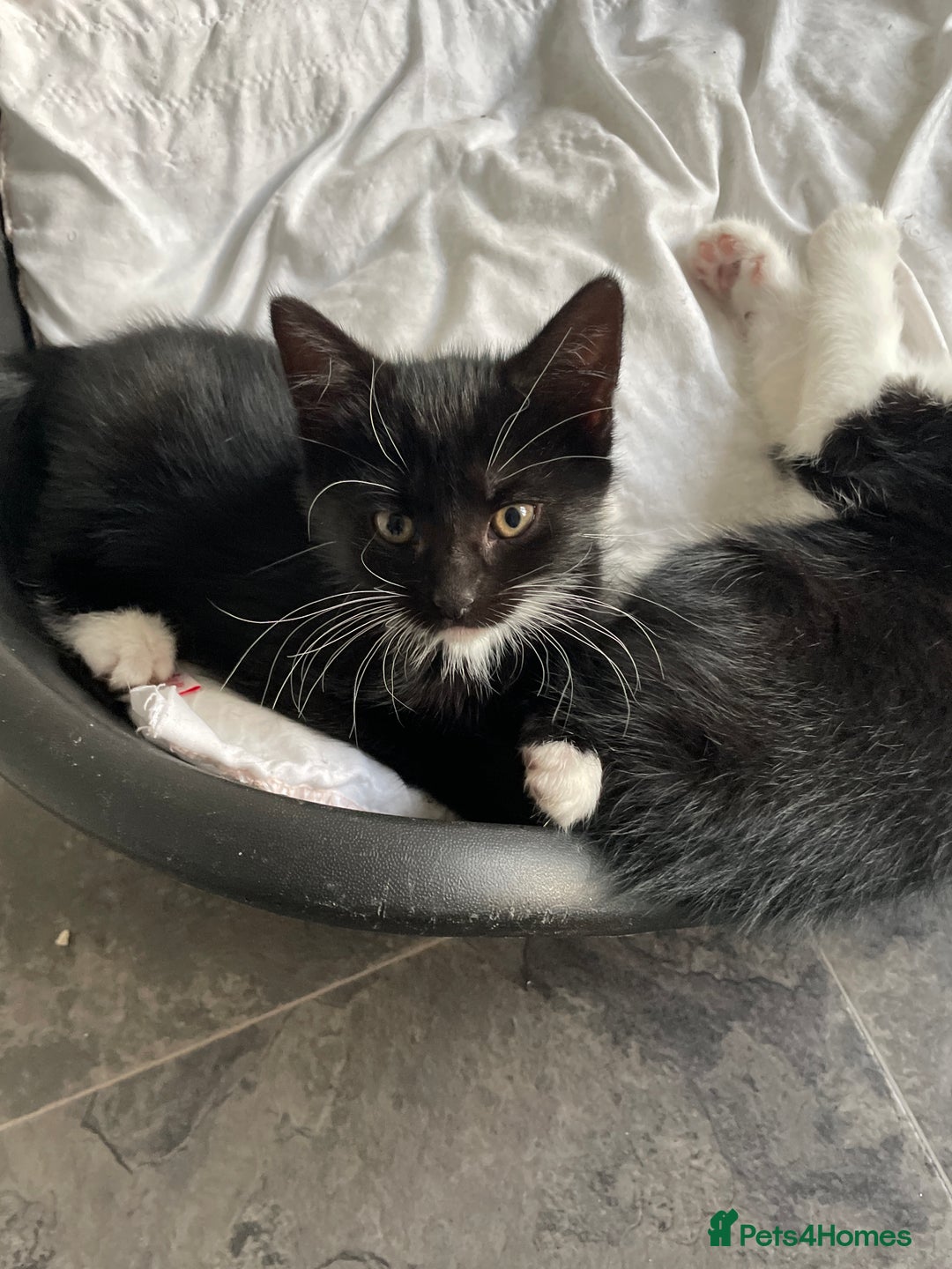 British Shorthair cats for sale: Tuxedo cats for sale  - Image 2